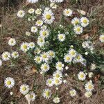 Erigeron annuus flower picture by Eric Le5 (cc-by-sa)