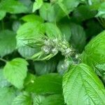 Rubus nemorosus flower picture by Antje Felderer (cc-by-sa)