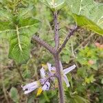 Solanum palinacanthum flower picture by Andrea Paula de Carvalho (cc-by-sa)