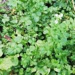 Cardamine amara habit picture by bobskwal (cc-by-sa)