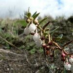 Gaultheria myrsinoides flower picture by Fabien Anthelme (cc-by-sa)