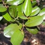 Avicennia bicolor habit picture by Nelson Zamora Villalobos (cc-by-nc)