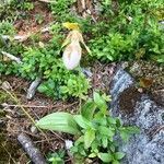 Cypripedium acaule flower picture by behave coco (cc-by-sa)