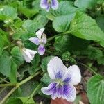 Viola palustris flower picture by stephane pal (cc-by-sa)