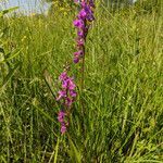 Anacamptis palustris flower picture by Eduard Jendek (cc-by-sa)