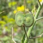 Biscutella cichoriifolia fruit picture by Francois Mansour (cc-by-sa)