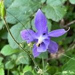 Aquilegia alpina flower picture by serge brelit (cc-by-sa)