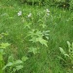 Geranium pratense habit picture by Bela Borbely (cc-by-sa)