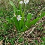 Chlorophytum tuberosum habit picture by susan brown (cc-by-sa)