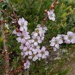 Leptospermum squarrosum flower picture by Boris Therock (cc-by-sa)