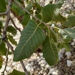 Quercus brantii leaf picture by M. Hedayat (cc-by-sa)