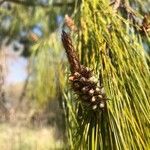 Pinus patula fruit picture by ailin grad (cc-by-sa)