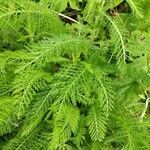 Achillea distans leaf picture by Virginie L. (cc-by-sa)