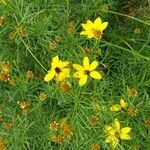 Coreopsis verticillata flower picture by Douglas Collyer (cc-by-sa)