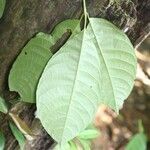 Caryocar glabrum leaf picture by R. Tournebize (cc-by-sa)