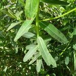 Euphorbia illirica leaf picture by Llandrich anna (cc-by-sa)