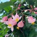 Begonia maculata flower picture by Senger Mario (cc-by-sa)