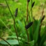 Plantago argentea fruit picture by Pat Zap (cc-by-sa)