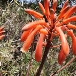 Aloe lateritia flower picture by susan brown (cc-by-sa)