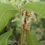 Miconia trinervia flower picture by Nelson Zamora Villalobos (cc-by-nc)