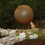 Chrysophyllum colombianum fruit picture by Nelson Zamora Villalobos (cc-by-nc)