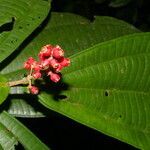 Miconia simplex flower picture by Nelson Zamora Villalobos (cc-by-nc)