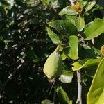 Ficus pumila fruit picture by Sam Kol (cc-by-sa)