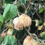 Physalis peruviana fruit picture by Silva Maria (cc-by-sa)