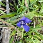 Gentianopsis ciliata flower picture by Philippe Chesné (cc-by-sa)