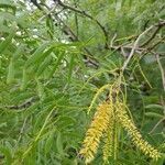 Prosopis glandulosa flower picture by Bre Bitz (cc-by-sa)