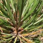 Pinus tabuliformis leaf picture by Dieter Albrecht (cc-by-sa)