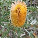 Banksia ashbyi flower picture by matteo fusari (cc-by-sa)