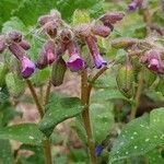 Pulmonaria officinalis flower picture by Julien Orcfan (cc-by-sa)