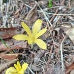 Sternbergia colchiciflora flower picture by Maria Taria (cc-by-sa)