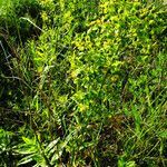 Euphorbia lucida habit picture by Andrzej Konstantynowicz (cc-by-sa)