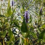 Pontederia cordata flower picture by george palickar (cc-by-sa)