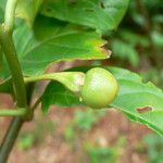 Solanum leucocarpon fruit picture by R. Tournebize (cc-by-sa)