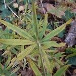 Astrantia minor leaf picture by killar (cc-by-sa)