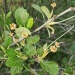 Cercocarpus montanus flower picture by Euphrosyne Beauchamp (cc-by-sa)