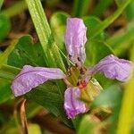 Lythrum rotundifolium flower picture by susan brown (cc-by-sa)