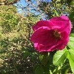 Rosa rugosa flower picture by Jacob Ord (cc-by-sa)