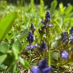 Polygala amara flower picture by grutz (cc-by-sa)