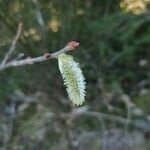 Salix appendiculata fruit picture by Sam Candillon (cc-by-sa)