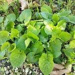 Viola jordanii leaf picture by anne MICHELS (cc-by-sa)