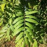 Sorbus aucuparia leaf picture by Marco Ruffo (cc-by-sa)