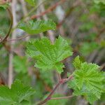 Rubus deliciosus leaf picture by Jack Pommer (cc-by-sa)