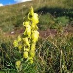 Aconitum anthora flower picture by Hugo Hussié (cc-by-sa)