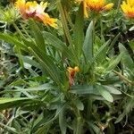 Gaillardia aristata leaf picture by blueplatypus (cc-by-sa)