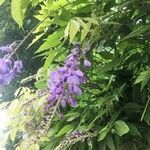 Wisteria sinensis flower picture by HAIK Jean (cc-by-sa)