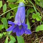 Gentiana acaulis habit picture by Jacques Zuber (cc-by-sa)